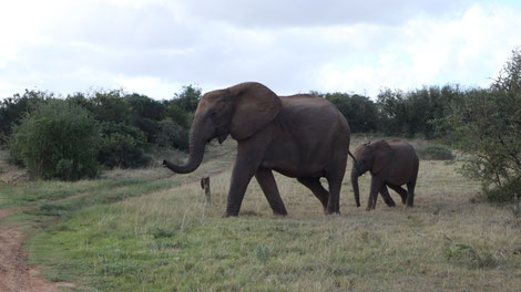 Elefant und Baby überqueren (gleich) hinter uns die Straße