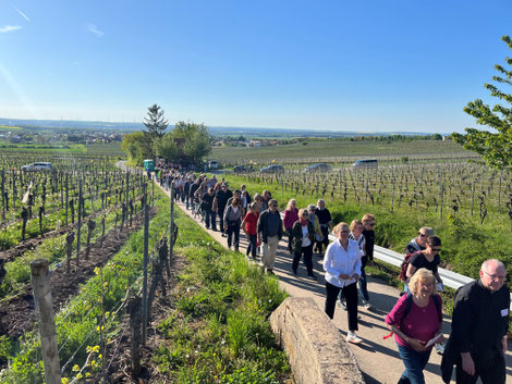 Nach der Kuchenmeisterhütte geht es durch die Weinberge hinauf in Richtung Iphofen. Mit dabei Domkapitular Martin Emge (ganz rechts), Hauptabteilungsleiter Seelsorge im Erzbistum Bamberg. Foto: Christoph Gahlau