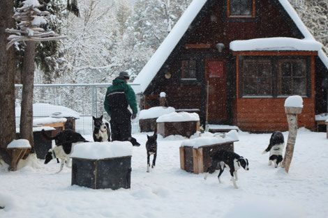 Helags Husky : Hütte vom Zwinger