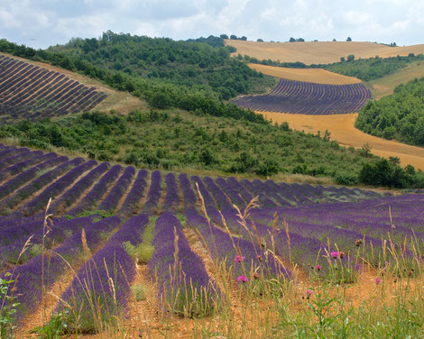 Lavendel in der Provence, Frankreich