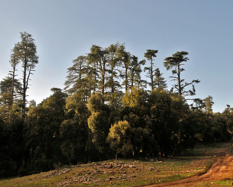 Zedern im Forêt des Cèdres, Offroad - Reise Marokko mit Teambuctou