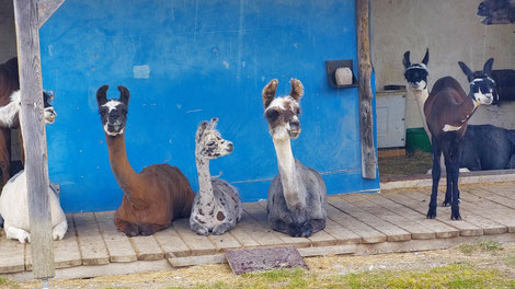wo Lamas sich wohlfühlen