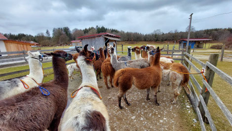 mit Lamas die Welt entdecken