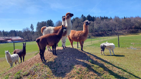 warum Lamas einfach glücklich machen