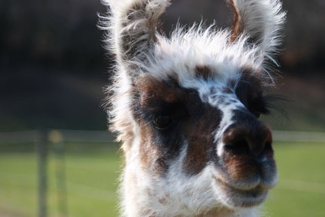 Belinda, ein Lama zum Verlieben