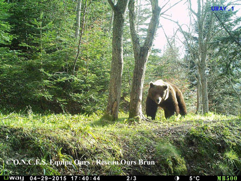 Randonnée facile à faire en famille sur les traces de l'ours des Pyrénées