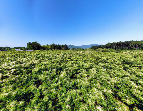 20210609　岩間の風景