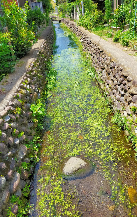 水の美しい小川