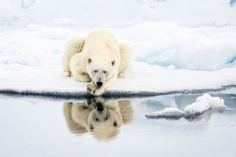 Eisbär auf einer Eisscholle, der sein Spiegelbild im Wasser betrachtet (mit Teleobjektiv aufgenommen) ©StudioPONANT Morgane Monnerert