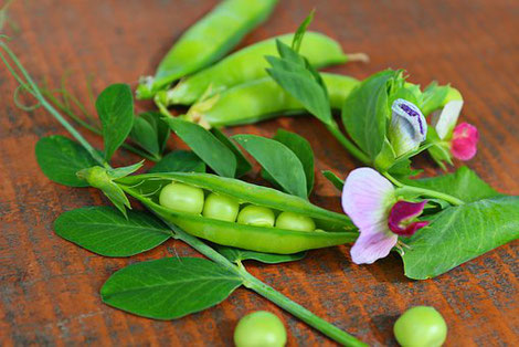 Erbsen und Erbsen- Blüten