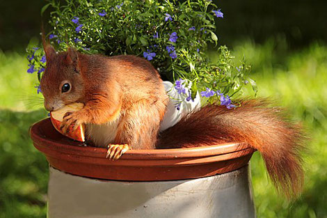 Eichhörnchen an einem Apfel schmausend