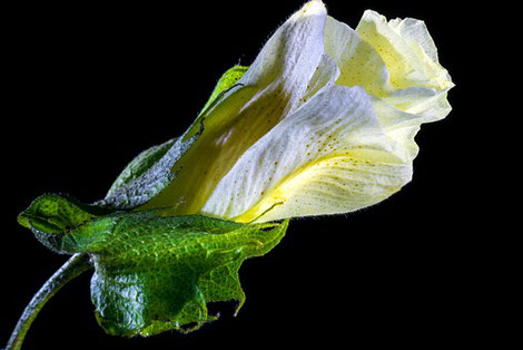 Baumwoll-Blüte