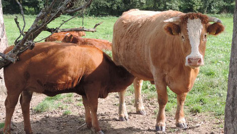 gehörnte Mutterkuh mit Kalb auf Weise