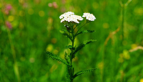 Blühende Schafgarbe - tolles Gewürz- und Heilkraut