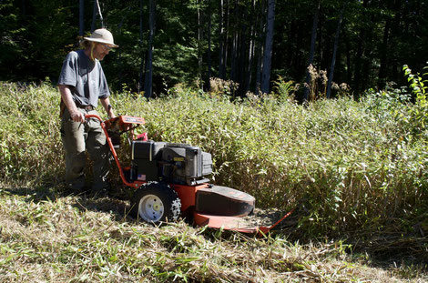 Mowing the site of the pollinator meadow with a DR mower.