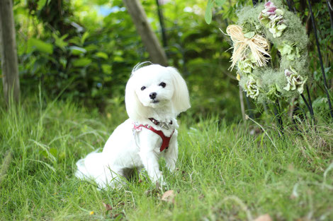 犬連れ ワークショップ リース