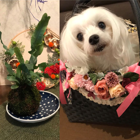 犬連れ ワークショップ