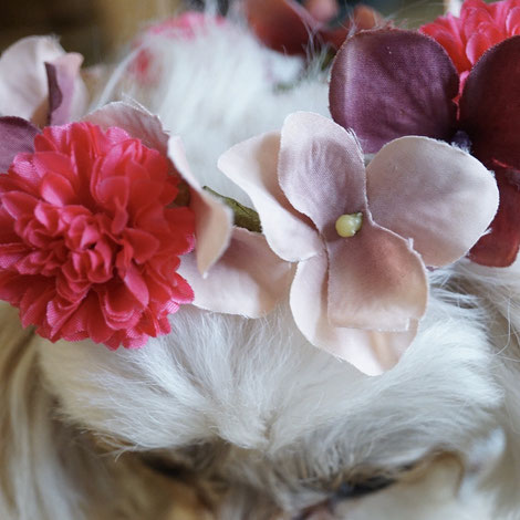 花屋 ワークショップ 看板犬