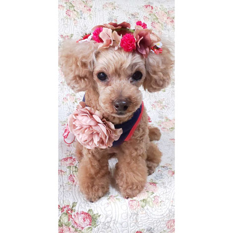 犬連れ ワークショップ チョーカー 花冠