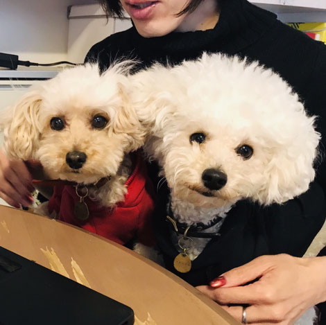 トイプードル 看板犬