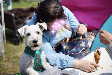 髭犬祭19 杏こま 髭犬祭19 杏こま