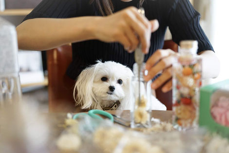 犬連れ ワークショップ 寄付活動