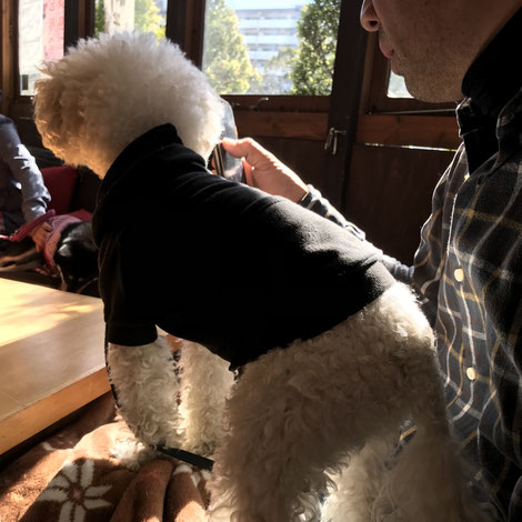 トイプードル 看板犬
