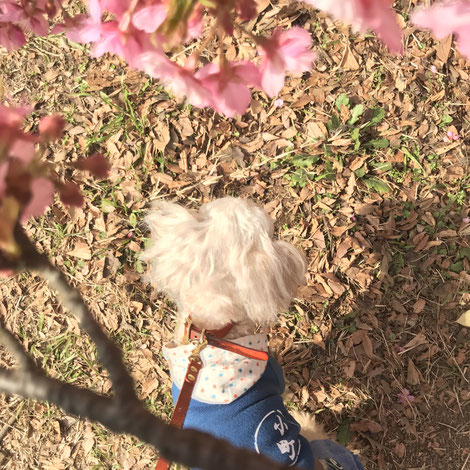河津桜 看板犬