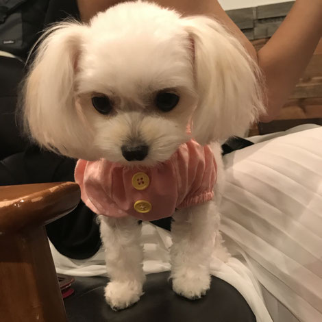 犬連れ ワークショップ ワイン講座