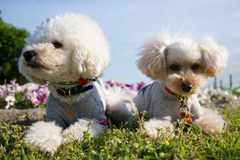 トイプードル 花屋 看板犬