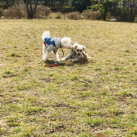 花屋 看板犬