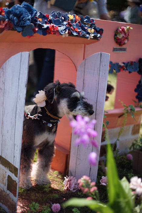 髭犬祭19 杏こま 髭犬祭19 杏こま