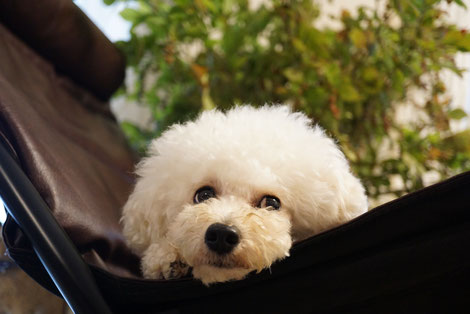 起業日記 花屋 愛犬家