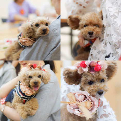 犬連れ ワークショップ しつけ教室