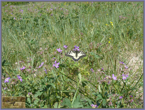 Schmetterlinge, Insekten, menschundnatur-unserezukunft