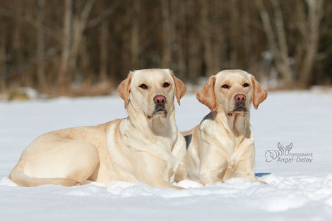 Shoot Shooting Model Tiermodel Fotografie Natur Wiese Schnee Wintershooting Hunde Tierfotografie München Bayern