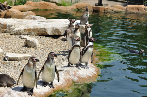 Foto: Zoo Krefeld/ Vera Gorissen