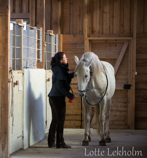 Handling and relationship has to be trained. On the picture you see Cheval, a so called "difficult" horse. He was a big trouble to the interns when arriving. With proper handling and calm training, he became a super star. www.celinaharich.com