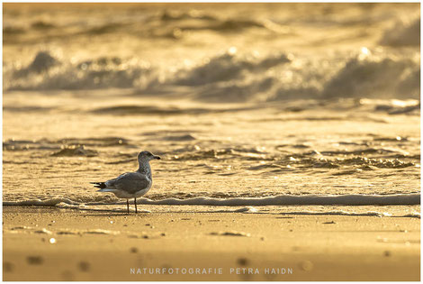 Möve am Sandstrand im Sonnenuntergang