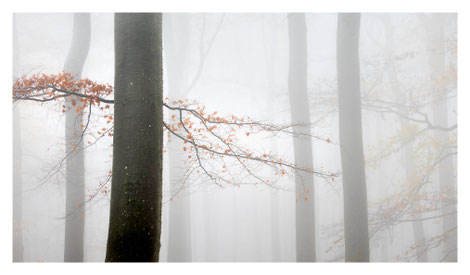 Buchenwald im Nebel