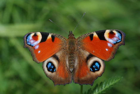 Tagpfauenauge, Schmetterling auf Brennessel