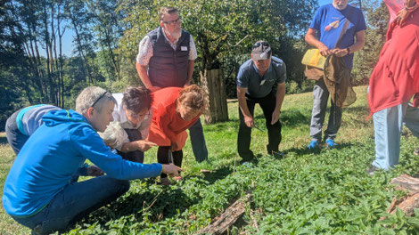 Naturfreunde schauen auf Brennesseln auf einer Streuobstwiese