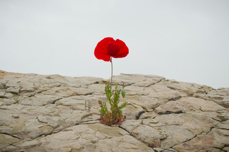 www.unsplash.com/© Levi Meir