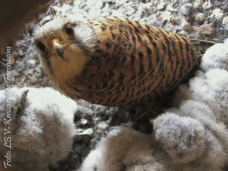 Turmfalke im Nest (Foto: Günther Eichler)