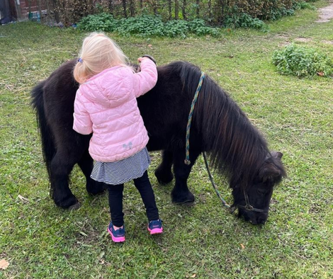 Auf einer Wiese neben der Praxis von Heilerin Ina Paulus steht ein Pony und wird von einem Kind mit einer Bürste geputzt