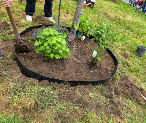 gepflanzter Baum mit Unterpflanzung der Bürgerinitiative Köstkiches Wassenberg