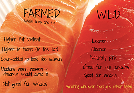 Thank you to The Lost Anchovy for this excellent picture of Wild vs Farmed salmon.