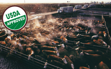 Usda-approved cows in a concentration camp