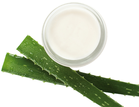 L’Aloe vera est une plante vivace connue depuis l’Antiquité en Mésopotamie, dans l’Égypte antique et dans la Grèce antique.