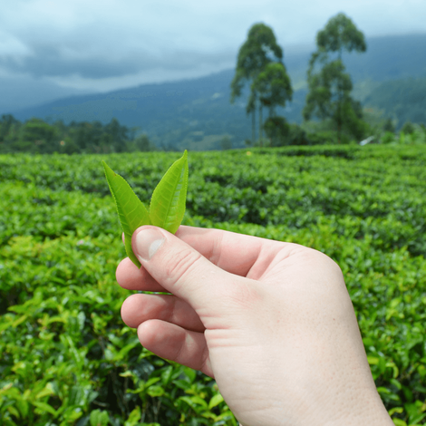 sustainable organic tea